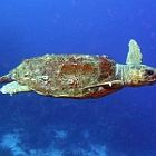 UWBN13-Sea Turtle.jpg